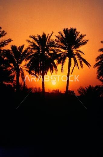 Sunset Through Palm Trees Saudi Arabia