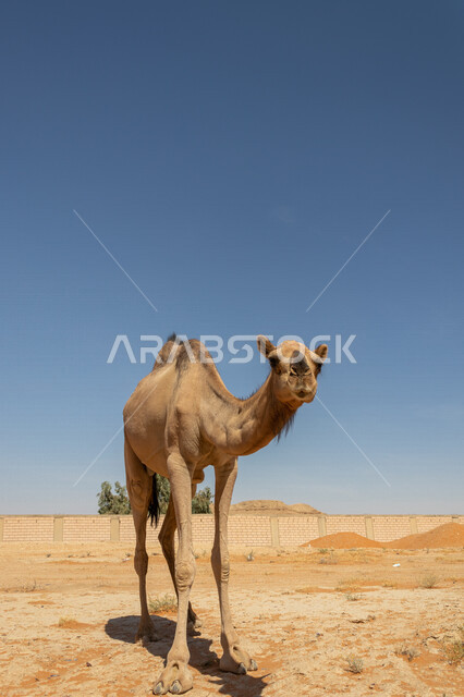 صورة مقربة لحيوان الجمل يسير في المناطق الصحراوية بالسعودية ، تربية الجمال و الإبل ، الطبيعة الصحراوية في المملكة العربية السعودية ، صحاري السعودية