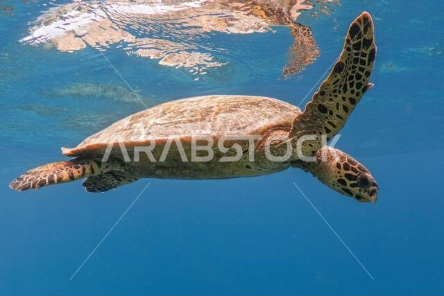 Hawksbill sea turtle in the blue sea