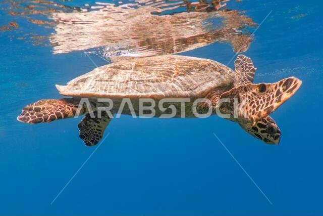 Hawksbill sea turtle. Tropical tortoise in blue ocean