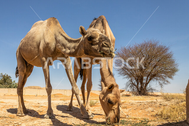 صورة مقربة لحيوان الجمل في المناطق الصحراوية بالسعودية ، تربية الجمال و الإبل ، الطبيعة الصحراوية في المملكة العربية السعودية ، صحاري السعودية