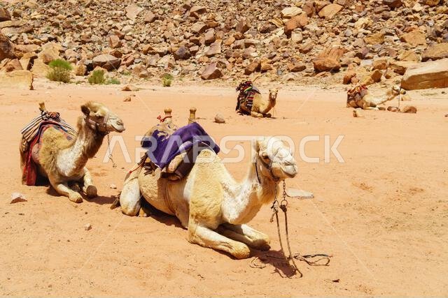 Camels decorated with colorful saddle coats  resting in Wadi Rum desert, Jordan.  Outdoors adventure travel concept.