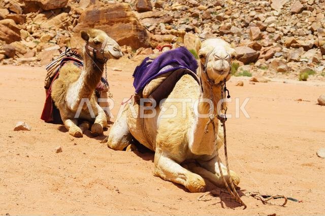 جمال مزينة بسروج ملونة تستريح في صحراء وادي رم، الأردن. مفهوم رحلات المغامرات في الهواء الطلق.