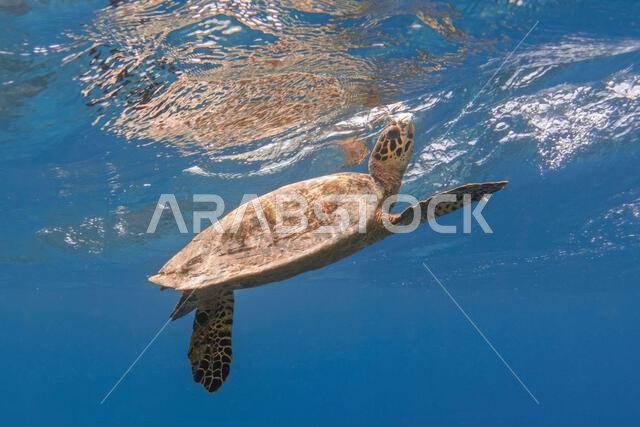 Hawksbill sea turtle breathes air in the blue sea. Tropical tortoise underwater.