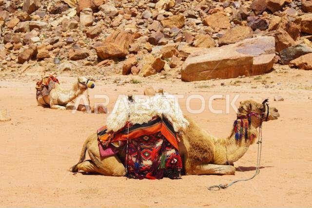 Camels decorated with colorful saddle coats  resting in Wadi Rum desert, Jordan.  Outdoors adventure travel concept.