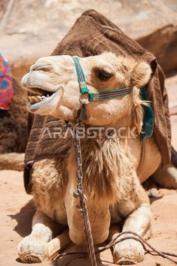 Camels decorated with brown saddle coats  resting in Wadi Rum desert, Jordan.  Outdoors adventure travel concept.