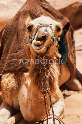 جمال مزينة بسروج بنية اللون تستريح في صحراء وادي رم، الأردن. مفهوم رحلات المغامرات في الهواء الطلق.