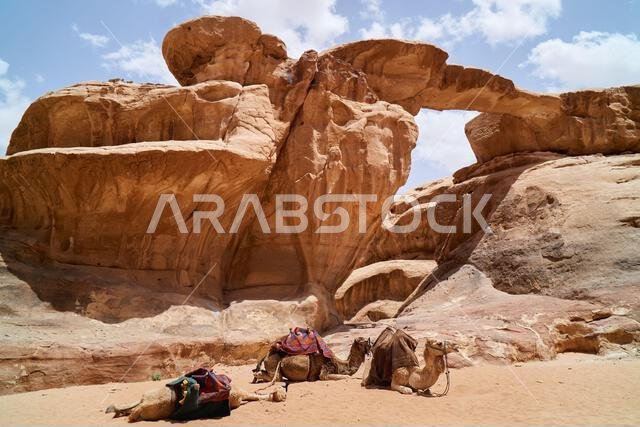 Camels decorated with colorful saddle coats resting near Little Rock Bridge, Wadi Rum, Jordan. Outdoors adventure travel background. Camels decorated with colorful saddle coats resting near Little Rock Bridge, Wadi Rum, Jordan. Outdoors adventure travel background.