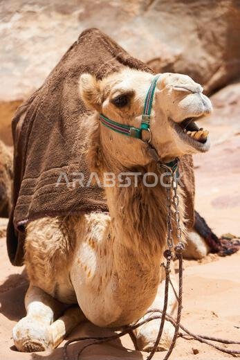جمال مزينة بسروج بنية اللون تستريح في صحراء وادي رم، الأردن. مفهوم رحلات المغامرات في الهواء الطلق. جمال مزينة بسروج بنية اللون تستريح في صحراء وادي رم، الأردن. مفهوم رحلات المغامرات في الهواء الطلق.