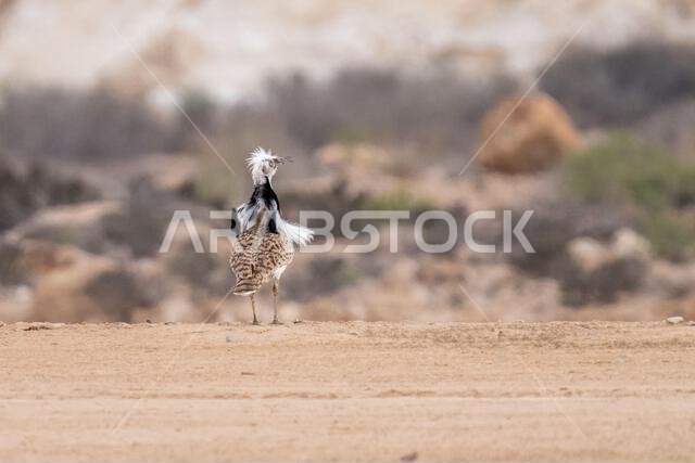 MacQueens bustard (Chlamydotis macqueenii)