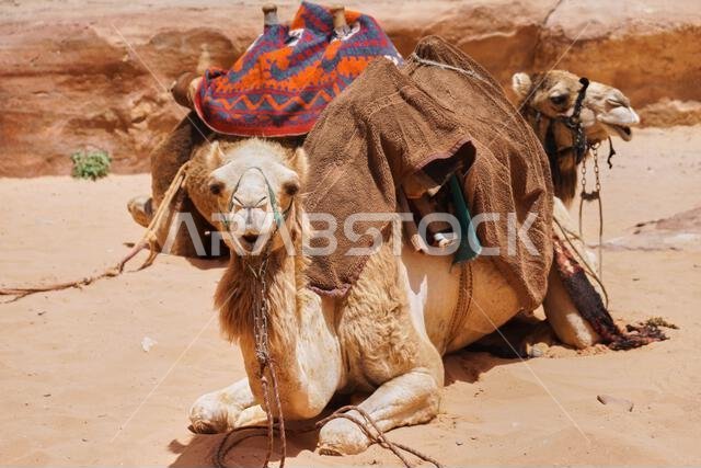 جمال مزينة بسروج بنية اللون تستريح في صحراء وادي رم، الأردن. مفهوم رحلات المغامرات في الهواء الطلق. جمال مزينة بسروج بنية اللون تستريح في صحراء وادي رم، الأردن. مفهوم رحلات المغامرات في الهواء الطلق.