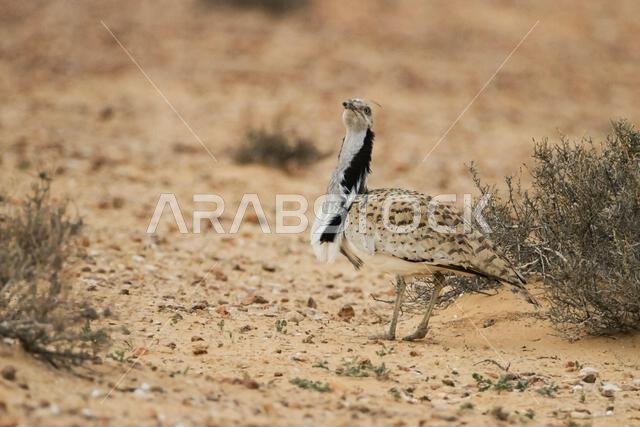 MacQueens bustard (Chlamydotis macqueenii)