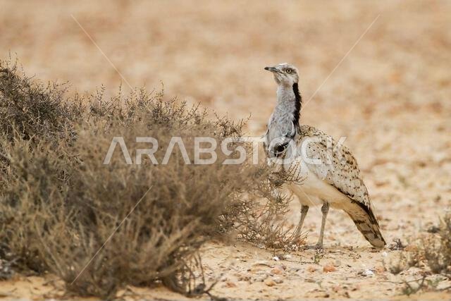 MacQueens bustard (Chlamydotis macqueenii)