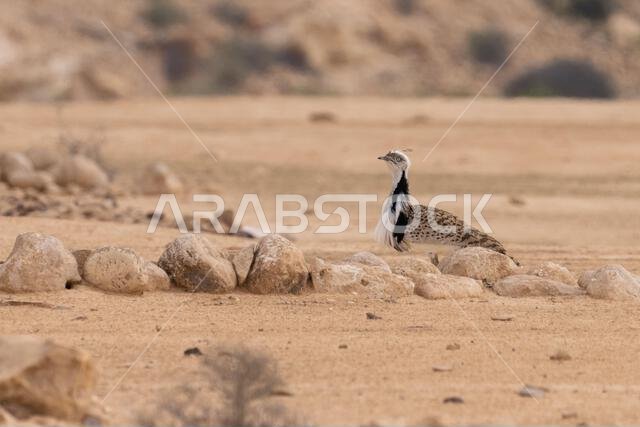 MacQueens bustard (Chlamydotis macqueenii)