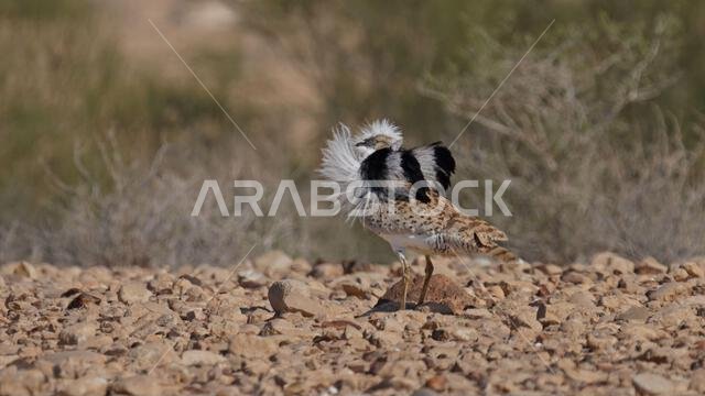 طائر الحبارى ماكوينز (Chlamydotis macqueenii)