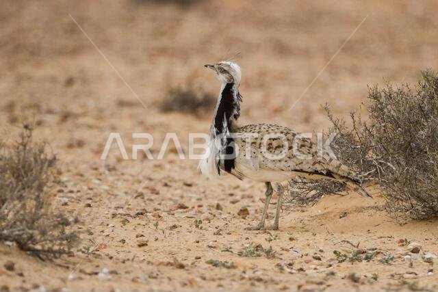 طائر الحبارى ماكوينز (Chlamydotis macqueenii)