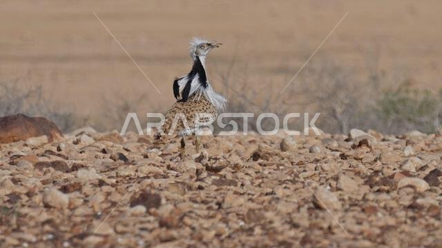 MacQueens bustard (Chlamydotis macqueenii)