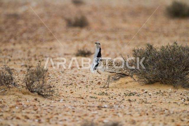 MacQueens bustard (Chlamydotis macqueenii)