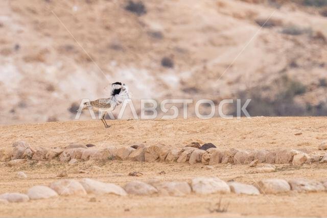 طائر الحبارى ماكوينز (Chlamydotis macqueenii)