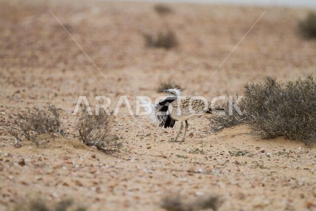 MacQueens bustard (Chlamydotis macqueenii)