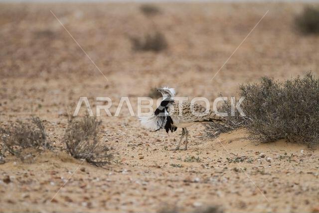 MacQueens bustard (Chlamydotis macqueenii)