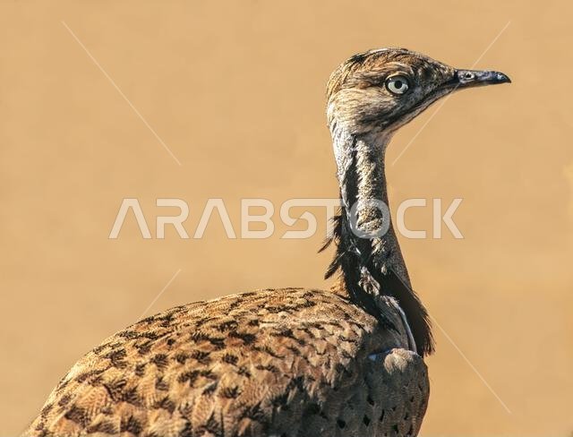 MacQueens bustard (Chlamydotis macqueenii)