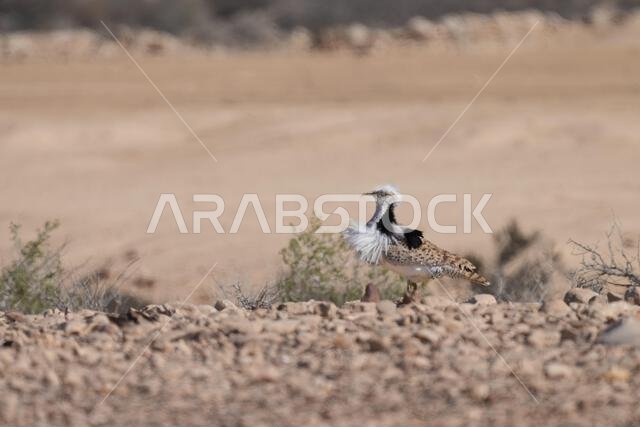 MacQueens bustard (Chlamydotis macqueenii)