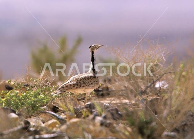 MacQueens bustard (Chlamydotis macqueenii)