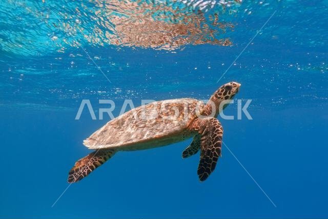 Hawksbill sea turtle in the blue ocean underwater