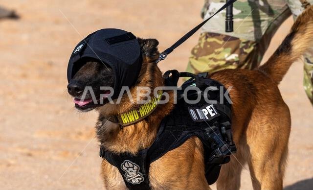 Mirco, 378th Expeditionary Security Forces Squadron military working dog, trains at a firing range on Prince Sultan Air Base, Kingdom of Saudi Arabia, Jan. 21, 2023. K9 Defenders and their handlers are required to train together around live fire to ensure safe interoperability in stressful real-world situations. Mirco, 378th Expeditionary Security Forces Squadron military working dog, trains at a firing range on Prince Sultan Air Base, Kingdom of Saudi Arabia, Jan. 21, 2023. K9 Defenders and their handlers are required to train together around live fire to ensure safe interoperability in stressful real-world situations.