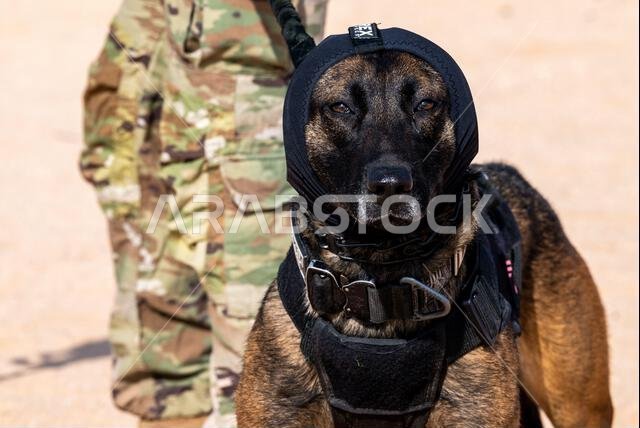 Ffreddie, a military working dog with the 378th Expeditionary Security Forces Squadron, trains at a firing range on Prince Sultan Air Base, Kingdom of Saudi Arabia, Jan. 21, 2023. K9 Defenders and their handlers are required to train together around live fire to ensure safe interoperability in stressful real-world situations.