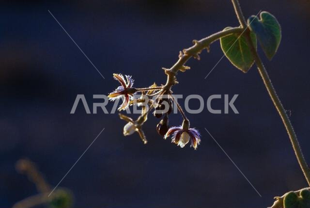 Saudi Arabia Pergularia Tomentosa Desert Flower