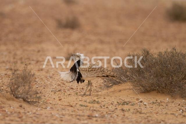 MacQueens bustard (Chlamydotis macqueenii)