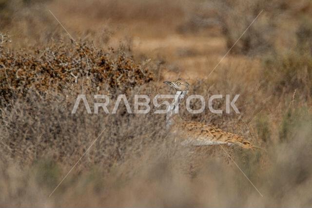 MacQueens bustard (Chlamydotis macqueenii)
