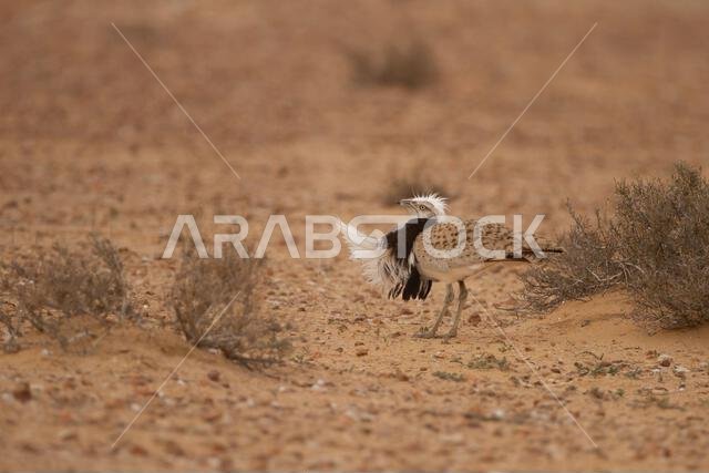 MacQueens bustard (Chlamydotis macqueenii)