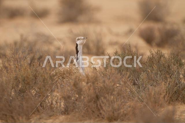 MacQueens bustard (Chlamydotis macqueenii) MacQueens bustard (Chlamydotis macqueenii)