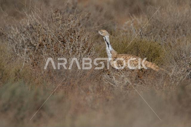 MacQueens bustard (Chlamydotis macqueenii)