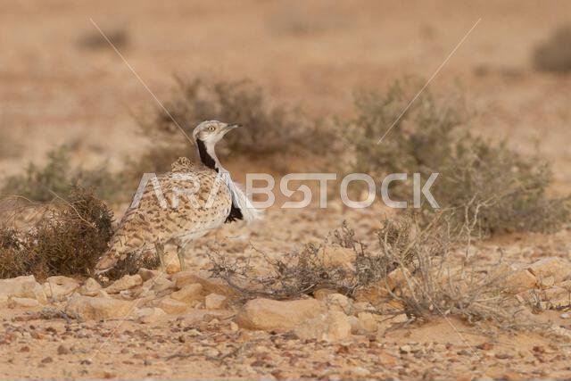 MacQueens bustard (Chlamydotis macqueenii)