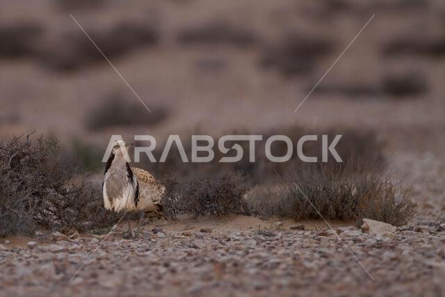 MacQueens bustard (Chlamydotis macqueenii)