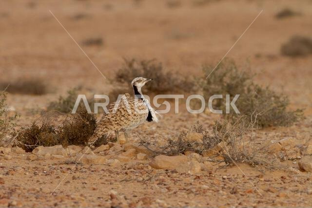 MacQueens bustard (Chlamydotis macqueenii)