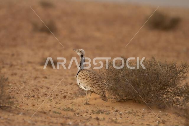 MacQueens bustard (Chlamydotis macqueenii)