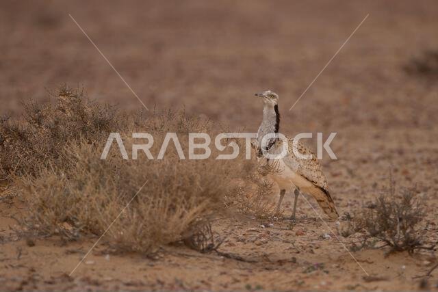 MacQueens bustard (Chlamydotis macqueenii)