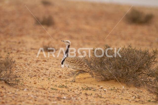 MacQueens bustard (Chlamydotis macqueenii)