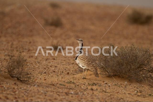 MacQueens bustard (Chlamydotis macqueenii)