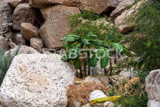Wadi Shab in oman