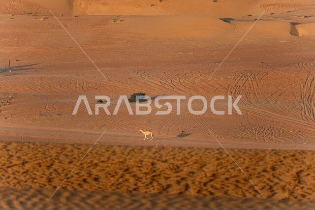 شروق الشمس في الصحراء