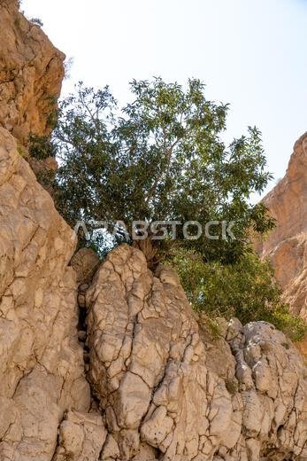 wadi bani oman