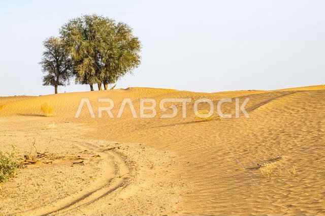 منظر طبيعي للكثبان الرملية في صحراء المملكة العربية السعودية
