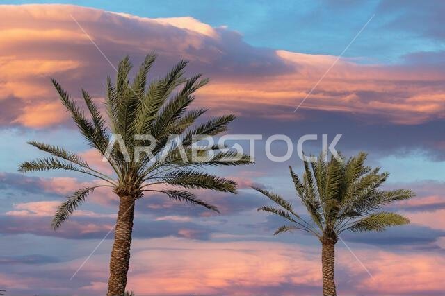 palm and date palm trees at sunset. jeddah saudi arabia