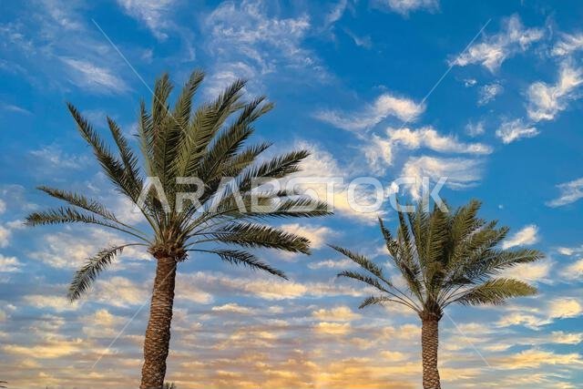 أشجار النخيل وأشجار التمر عند غروب الشمس. جدة، المملكة العربية السعودية